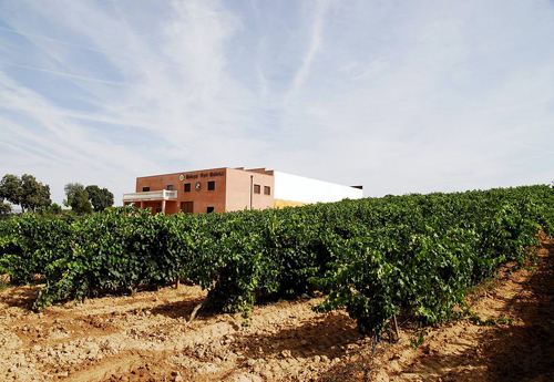 El secreto de la Ribera del Duero: La Escuela de Enología con viñedo propio